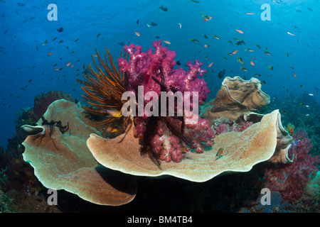 Rote Weichkorallen auf harten Korallen, Dendronephthya SP., Raja Ampat, West Papua, Indonesien Stockfoto