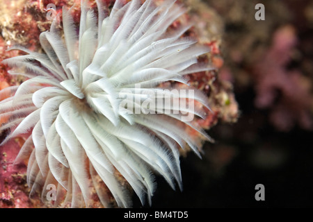 Feder Kiemen Fan Wurm Sabellastarte SP., Raja Ampat, West Papua, Indonesien Stockfoto