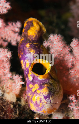 Golden Sea Squirt, Polycarpa Aurata, Raja Ampat, West Papua, Indonesien Stockfoto