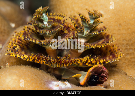 Weihnachtsbaum-Wurm, Spirobranchus Giganteus, Raja Ampat, West Papua, Indonesien Stockfoto