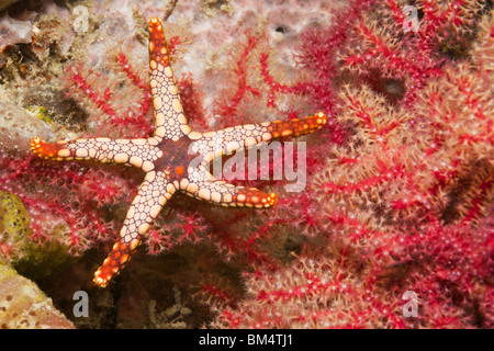 Red Mesh Seestern, Fromia Monilis, Raja Ampat, West Papua, Indonesien Stockfoto