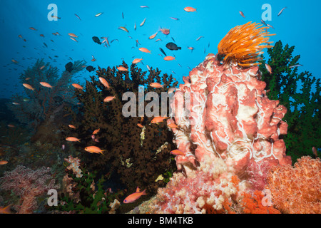 Bunte Korallenriff, Raja Ampat, West Papua, Indonesien Stockfoto