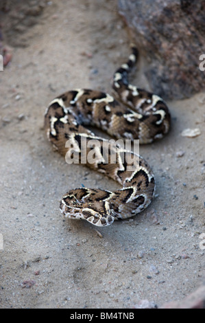 Blätterteig-Addierer, Namibia. Stockfoto