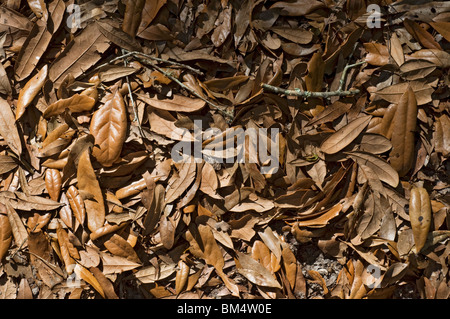 Haufen von toten Blätter in Einfahrt Stockfoto