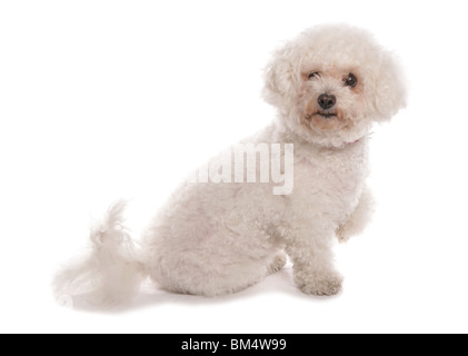 Bichon Frise alleinstehende Erwachsene sitzen mit Pfote, Studio, UK Stockfoto