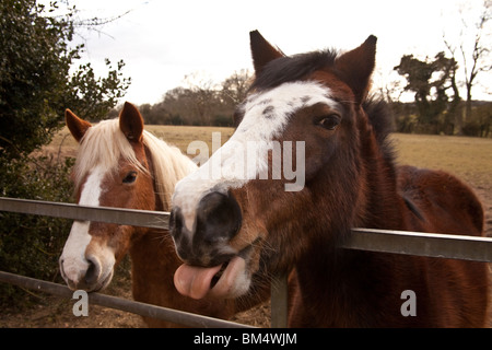 Pferd, seine Zunge raus, Hampshire, England. Stockfoto