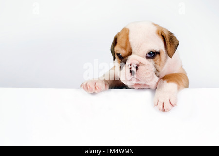 Englische Bulldogge Welpen vor weißem Hintergrund mit Platz für Text. Stockfoto