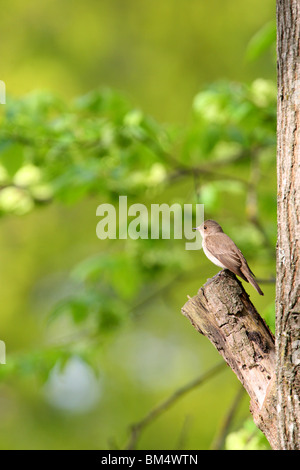 Grauschnäpper (Muscicapa Striata) auf der Suche nach Beute Stockfoto