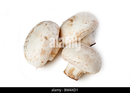 die Pilze auf einem weißen Hintergrund Stockfoto
