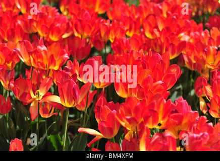 Tulipa GEORGETTE Stockfoto