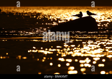 Paar der Küstenseeschwalbe (Sterna Paradisaea). Frühjahr 2010 Stockfoto