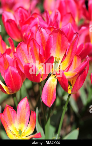 Tulipa ANTOINETTE Stockfoto