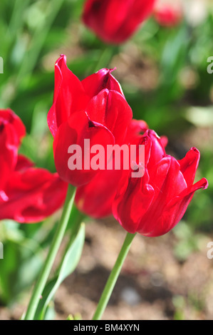 Tulipa PRETTY WOMAN Stockfoto