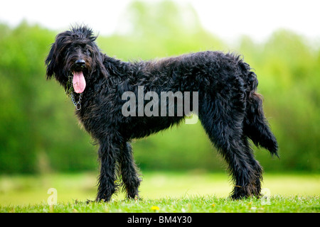 Ein schwarzer Labradoodle Welpen steht in einem Landschaftspark mit seiner Zunge hängt heraus Stockfoto