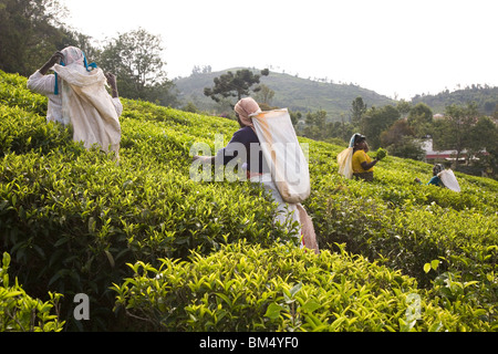 Indische Frauen wählen Sie Tee in ein Anwesen in den Nilgiri Hills in Tamil Nadu, Indien. Stockfoto