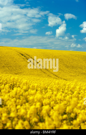 Bereich von Raps (Brassica Napus), Oxfordshire Stockfoto