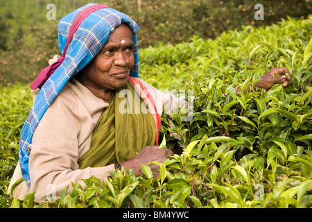 Eine indische Frau nimmt Tee auf einem Landgut in den Nilgiri Hills in Tamil Nadu, Indien. Stockfoto