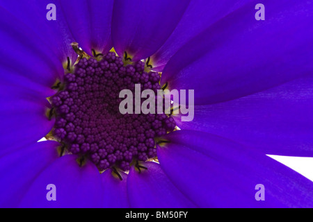 tiefblaue Senetti Blume isoliert auf weiss Stockfoto