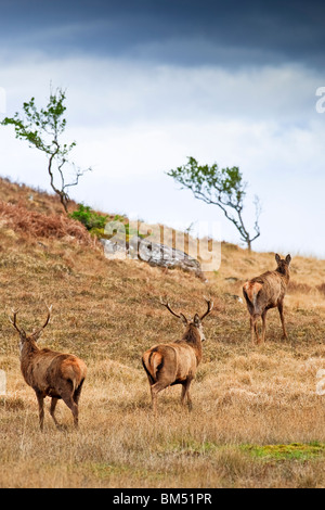 Rothirsch in der Nähe von Applecross, Wester Ross Highlands Schottland Großbritannien UK 2010 Stockfoto