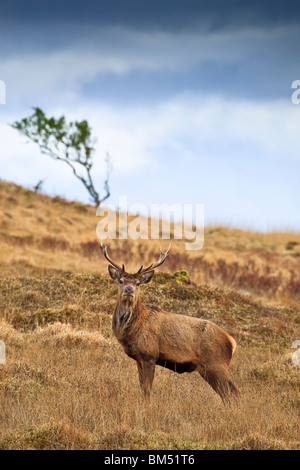 Rothirsch in der Nähe von Applecross, Wester Ross Highlands Schottland Großbritannien UK 2010 Stockfoto