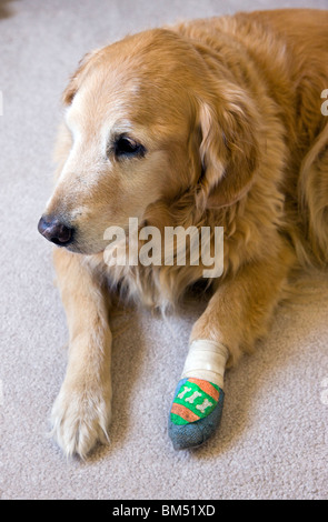 Erwachsenen Golden Retriever Hündin mit bandagiertem Fuß. Sie wurde in einem Kampf Hund gebissen. Stockfoto