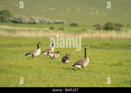 Kanadagänse Weiden in die frische Frühlingsluft Wachstum des Cuckmere Valley, Teil von der neu gegründeten Nationalpark South Downs, Osten-S Stockfoto