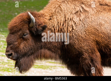 Amerikanische Bisons aus nächster Nähe. Stockfoto