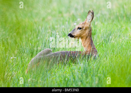 Rehwild Doe ruht in Wiese Stockfoto