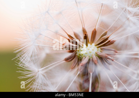Nahaufnahme von Löwenzahn Uhr Stockfoto