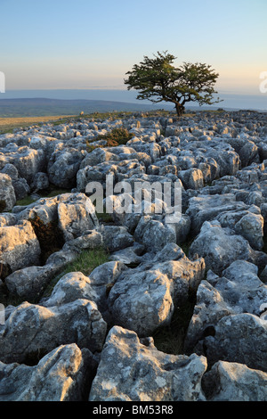 Einsamer Baum unter dem Kalkstein Pflaster bei Twistleton Narben, Ribblesdale in The Yorkshire Dales, North Yorkshire, England, UK Stockfoto