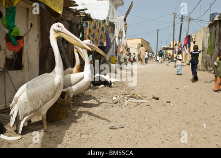 Pelikane auf den Straßen von Sant Louis, Senegal, Afrika. Stockfoto