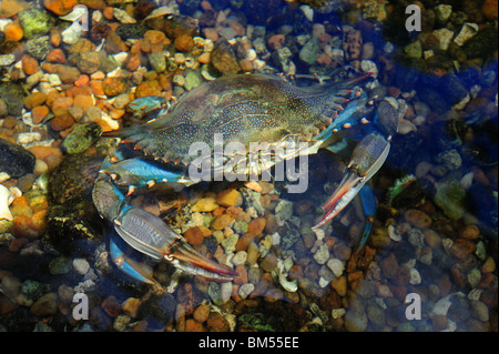 Blaue Krabbe, Callinectes Sapidus, in Gefangenschaft Stockfoto