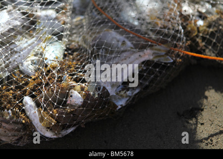 Fischer in Paniman Dorf, ein Tor zu den Inseln der Halbinsel Caramoan in Süd-Ost-Luzon auf den Philippinen. Stockfoto