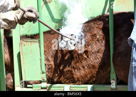 Rinder mit heißen Eisen gebrandmarkt. Feuer und Rauch wie Haare abgebrannt ist und unter der Haut von roten Bügeleisen Marke Angst. Stockfoto