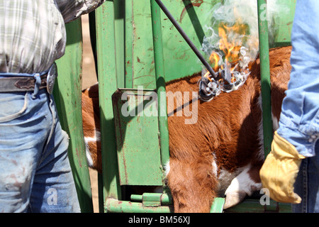 Vieh gebrandmarkt. Feuer und Rauch wie Haare abgebrannt ist und unter der Haut von roten Bügeleisen Marke Angst. Stockfoto