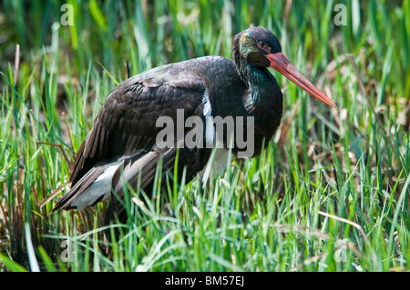 Schwarzstorch, Ciconia nigra Stockfoto