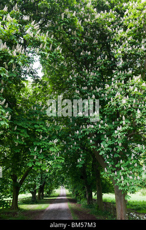 Aesculus hippocastanum. Avenue der Blüte Rosskastanie Bäume in der Grafschaft Oxfordshire. England Stockfoto