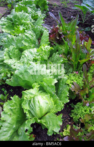 frisch nach Hause angebauten Salat im Garten wächst Stockfoto