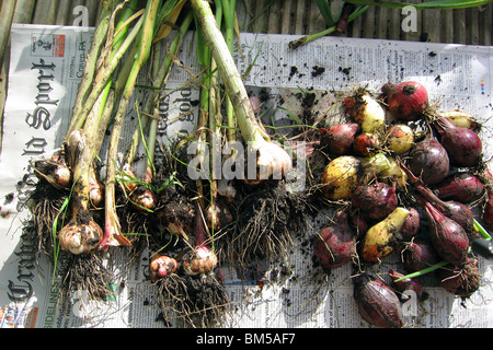 selbst angebauten Zwiebeln und Knoblauch auf Zeitungspapier trocknen Stockfoto