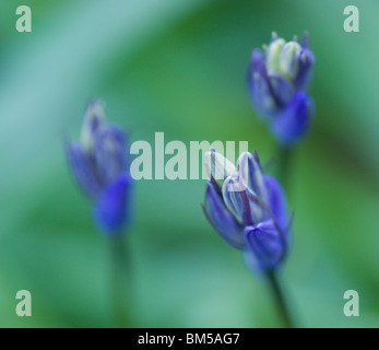 Eine Nahaufnahme Makroaufnahme Hybrid Glockenblumen im Keim zu ersticken Stockfoto