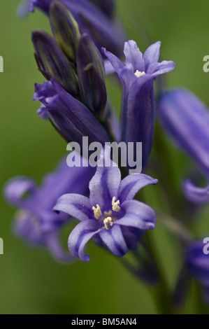 Eine Nahaufnahme von Glockenblumen (Endymion nicht-Scriptus) einfach zu öffnen. Stockfoto