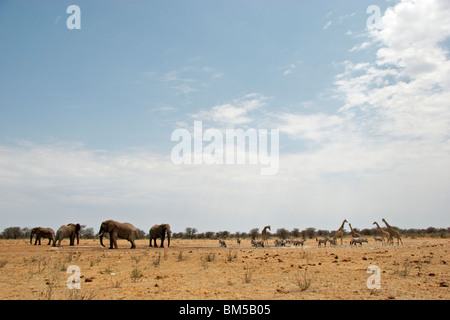 Afrikanische Elefanten und andere Tiere an einer Wasserstelle (Loxodonta Africana), Namibia Stockfoto