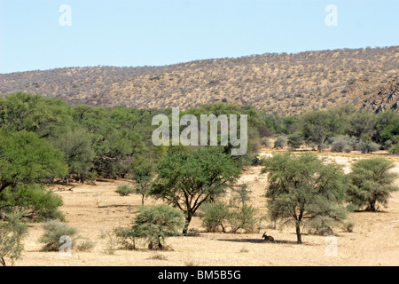 Landschaft Namibias mit einer Antilope, die unter dem Schatten eines Baumes liegt Stockfoto