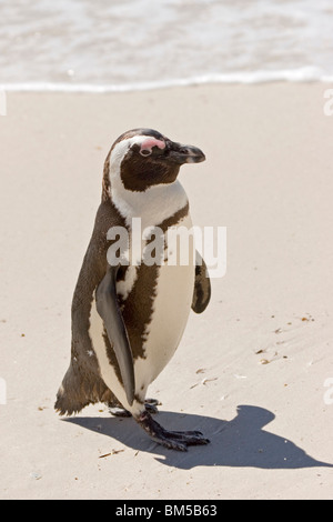 Black footed Pinguin auf einem Sandstrand, Südafrika / Spheniscus Demersus Stockfoto