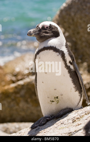 Black footed Pinguin, Südafrika / Spheniscus Demersus Stockfoto