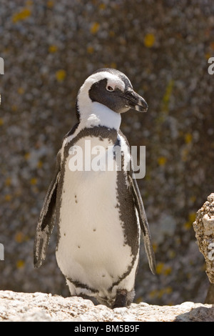 Black footed Pinguin, Südafrika / Spheniscus Demersus Stockfoto