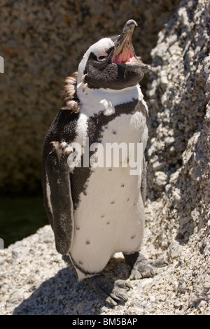 Young Black footed Pinguin am Boulders Beach in Südafrika / Spheniscus Demersus Stockfoto
