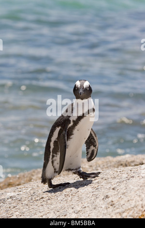 Black footed Pinguin, Südafrika / Spheniscus Demersus Stockfoto