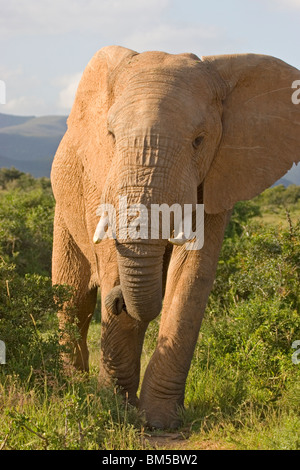 Afrikanischer Elefant, Südafrika / Loxodonta Africana Stockfoto
