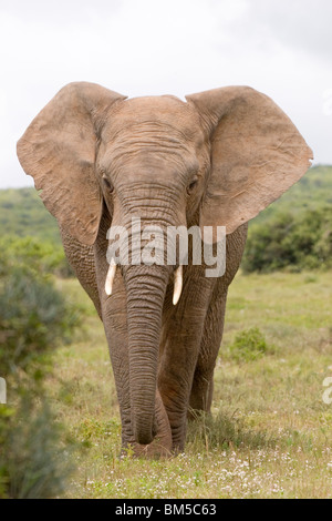 Afrikanischer Elefant, Südafrika / Loxodonta Africana Stockfoto